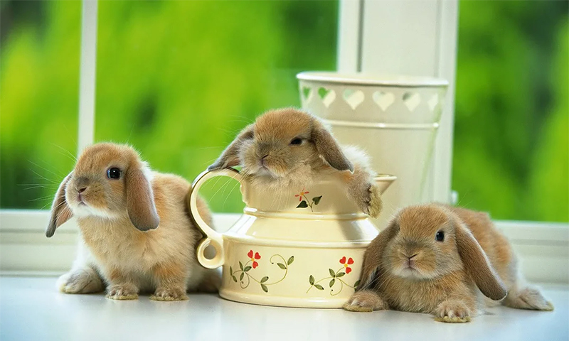 Корм для декоративных кроликов