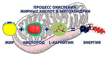 схема процесса окисления жирных кислот в митохондрии