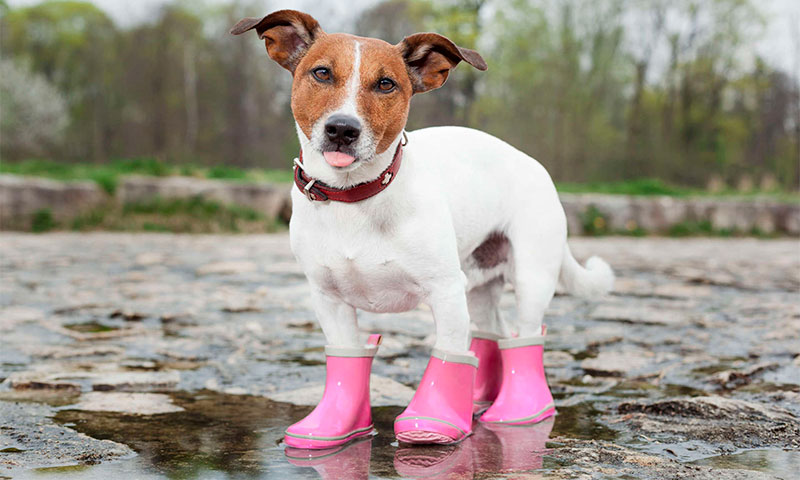 обувь для собак от грязи