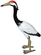 Gardendecor Цапля